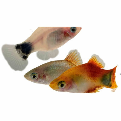 Mickey Mouse Assorted Platy (4cm) - Just For Pets Australia
