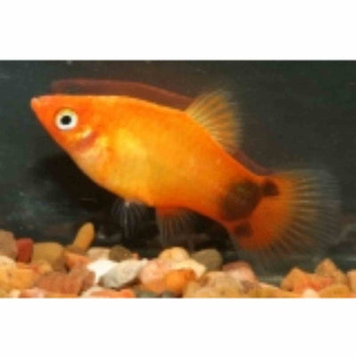 Mickey Mouse Neon Sunset Platy (4cm) - Just For Pets Australia