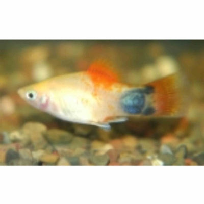 Mickey Mouse Sunset Platy (4cm) - Just For Pets Australia