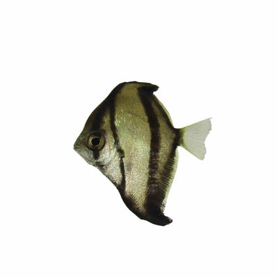Mono Sebae - Brackish (4cm) - Just For Pets Australia