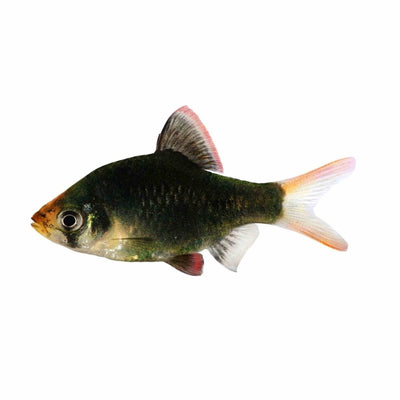 Moss Green Tiger Barb (4cm) - Just For Pets Australia