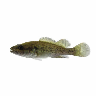 Murray Cod (11 - 12cm) (12cm) - Just For Pets Australia