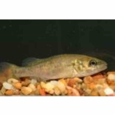 Murray Cod (9cm) - Just For Pets Australia
