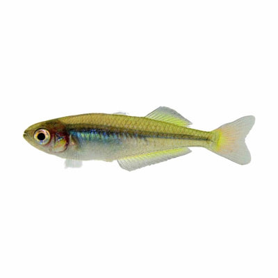 Murray River Rainbow (4cm) - Just For Pets Australia