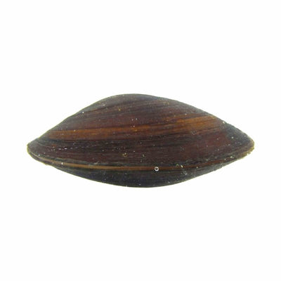 Mussel Freshwater (5 - 7cm) (5cm) - Just For Pets Australia