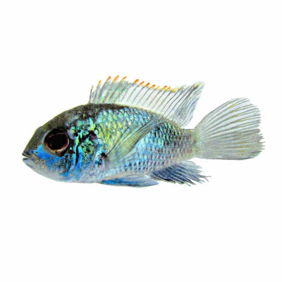 Neon Blue Acara (4 - 5cm) (5cm) - Just For Pets Australia