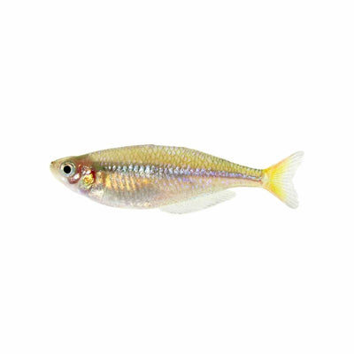 Neon Rainbow N.g. (3cm) - Just For Pets Australia