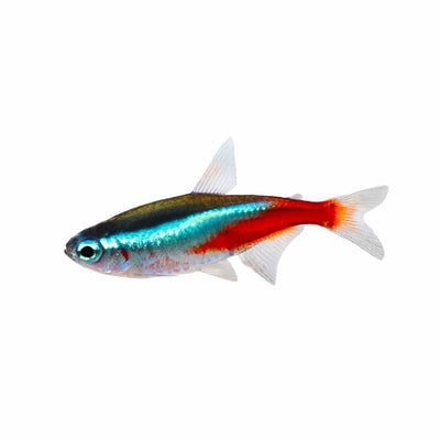 Neon Tetra (3cm) - Just For Pets Australia