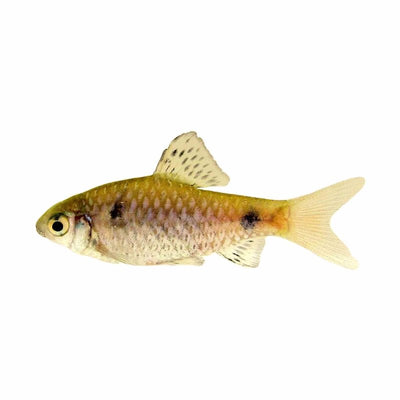 Odessa Barb (4cm) - Just For Pets Australia