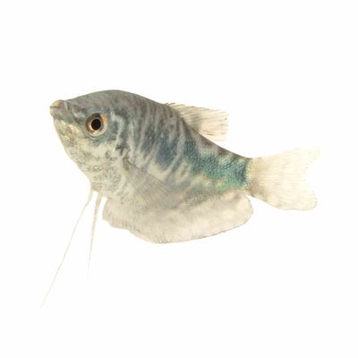 Opaline Gourami (9cm) - Just For Pets Australia