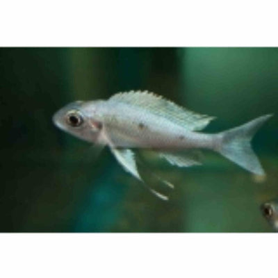 Ophthalmotilapia Ventralis (4cm) - Just For Pets Australia