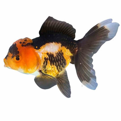Oranda Multi Colour (10-12cm) (12cm) - Just For Pets Australia