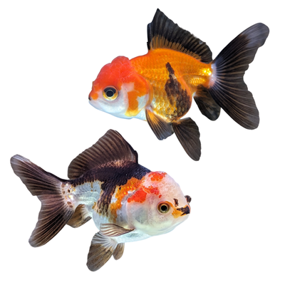 Oranda Multi Colour (7 - 9cm) (9cm) - Just For Pets Australia