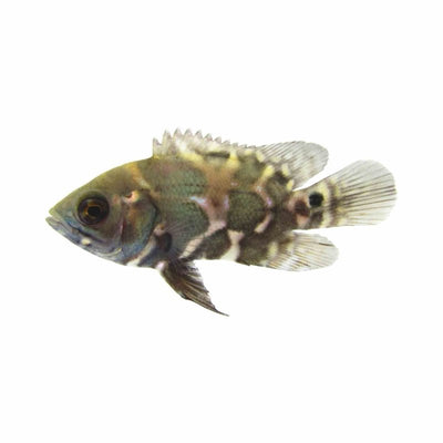 Oscar (5cm) - Just For Pets Australia