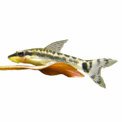 Otocinclus Catfish (3.5cm) - Just For Pets Australia