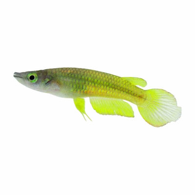 Panchax Giant Gold (4cm) - Just For Pets Australia