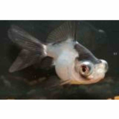 Panda Black & White (5cm) - Just For Pets Australia