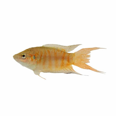 Paradise Fish (4cm) - Just For Pets Australia