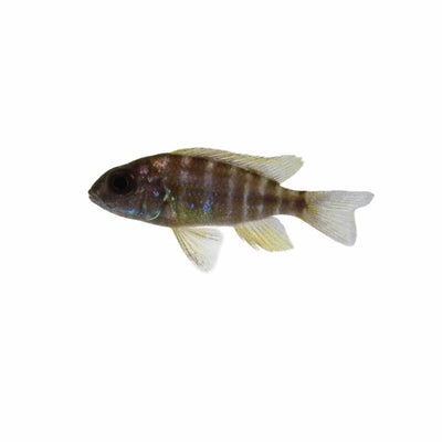 Peacock Benga German Strain (5cm) - Just For Pets Australia