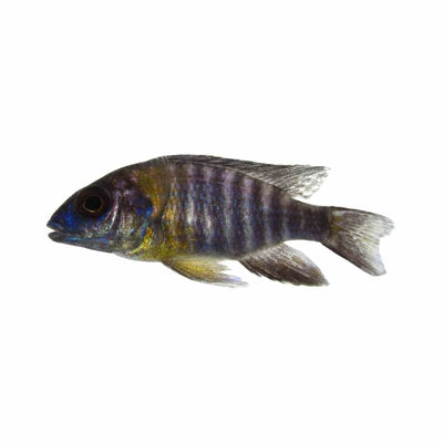 Peacock Blue Neon (5cm) - Just For Pets Australia