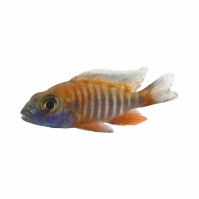 Peacock Cichlid Eureka Red (3.5cm) - Just For Pets Australia