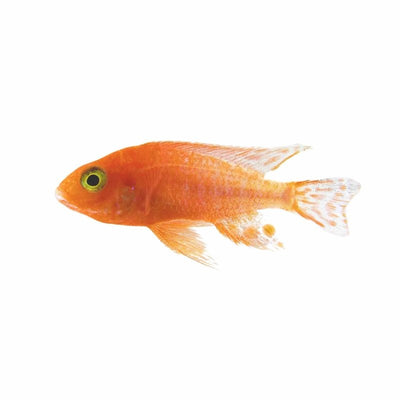 Peacock Dragon Blood (5cm) - Just For Pets Australia