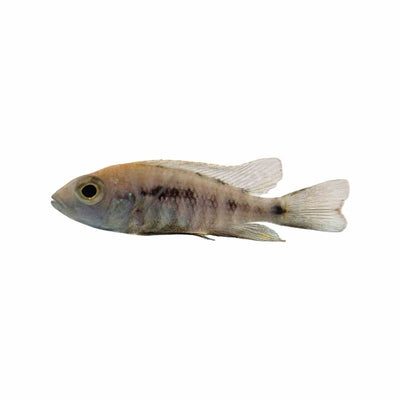 Peacock Sulphur Crested (5cm) - Just For Pets Australia