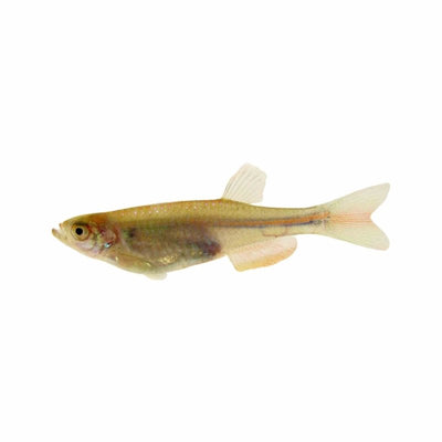 Pearl Danio (3.5cm) - Just For Pets Australia
