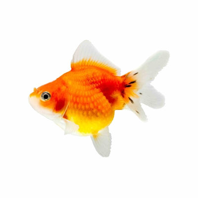 Pearlscale (4 - 5cm) (5cm) - Just For Pets Australia