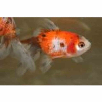 Pearlscale Calico (9cm) - Just For Pets Australia