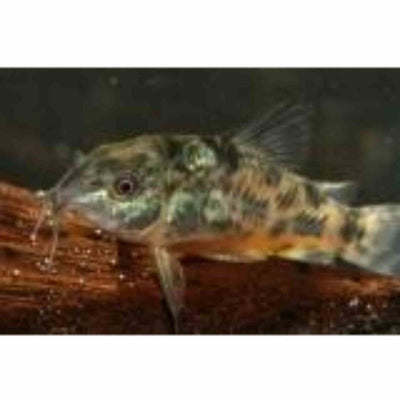 Peppered Cory (4cm) - Just For Pets Australia