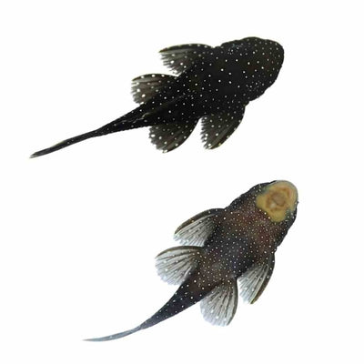 Peppermint Bristlenose (l071) (2-3cm) (3cm) - Just For Pets Australia