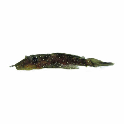 Peppermint Bristlenose (l071) (4cm) - Just For Pets Australia
