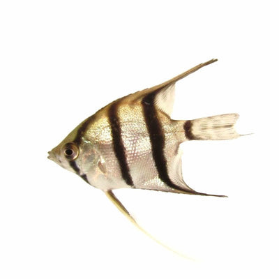 Peruensis Altum Angel (3.5cm) - Just For Pets Australia