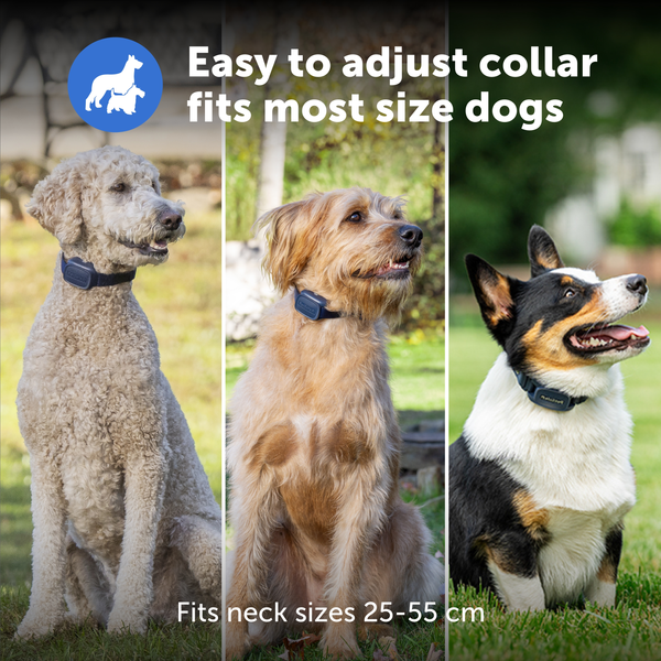 PetSafe Basic Dog Trainer with Remote