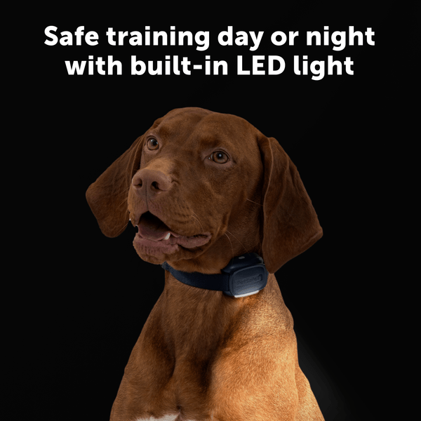 PetSafe Core Dog Trainer with Remote
