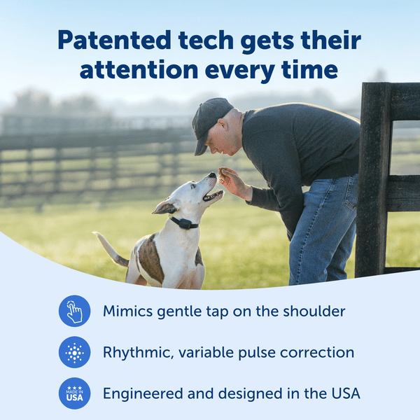 PetSafe Core Trainer Add-A-Dog Collar