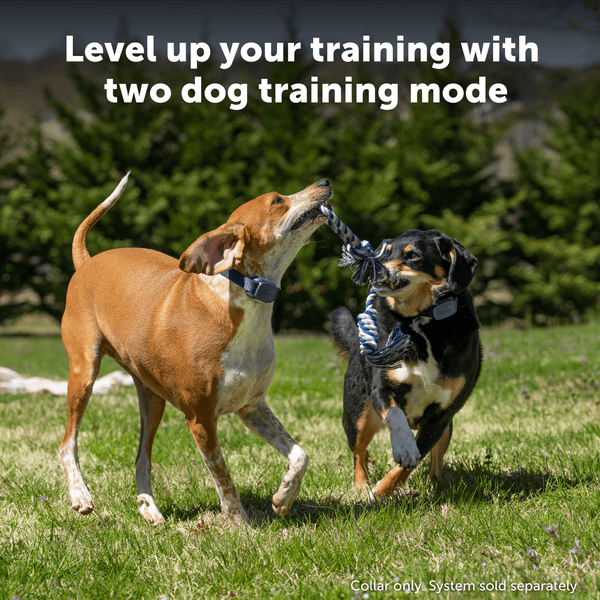 PetSafe Core Trainer Add-A-Dog Collar