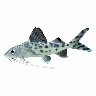 Pictus Catfish (7cm) - Just For Pets Australia