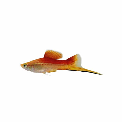 Pineapple Swordtail (5cm) - Just For Pets Australia