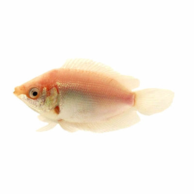 Pink Kissing Gourami (5cm) - Just For Pets Australia