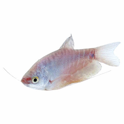 Platinum Gourami (5cm) - Just For Pets Australia