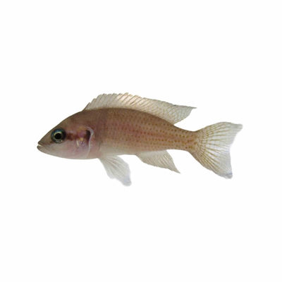 Princess Cichlid (7 - 9cm) (7cm) - Just For Pets Australia