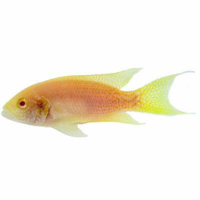 Princess Cichlid - Albino (3cm) - Just For Pets Australia