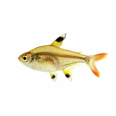 Pristella Tetra (3cm) - Just For Pets Australia