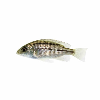 Protomelas Red Empress (5cm) - Just For Pets Australia