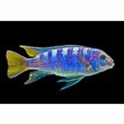 Pseudo. Elongatus Mphanga (4cm) - Just For Pets Australia