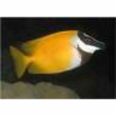 Rabbitfish - Foxface Haz (SML) - Just For Pets Australia