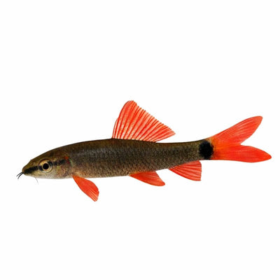 Rainbow Shark (7cm) - Just For Pets Australia