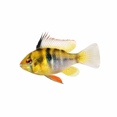 Ramirezi Blue (4-5cm) (5cm) - Just For Pets Australia